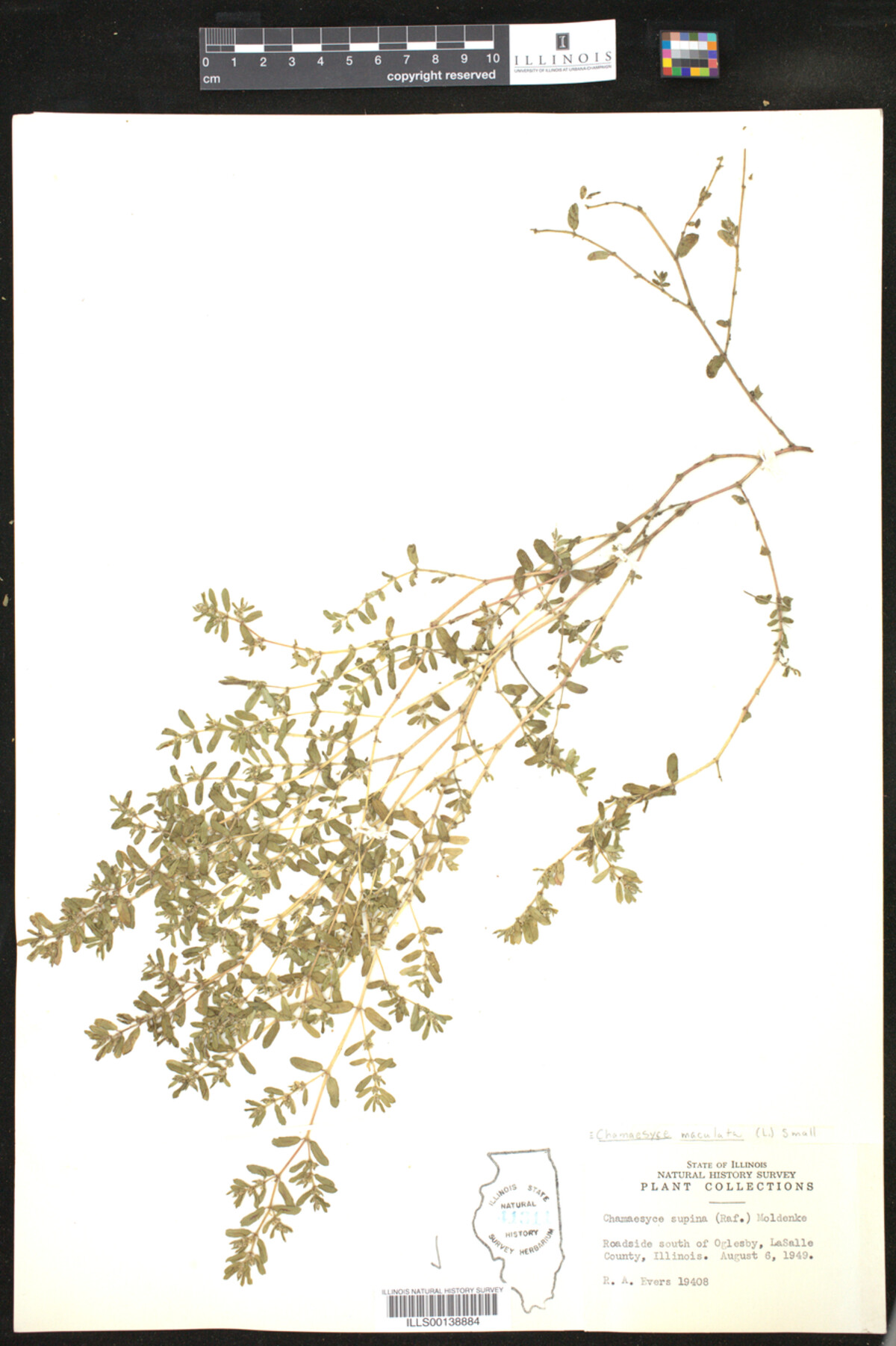 Chamaesyce maculata image