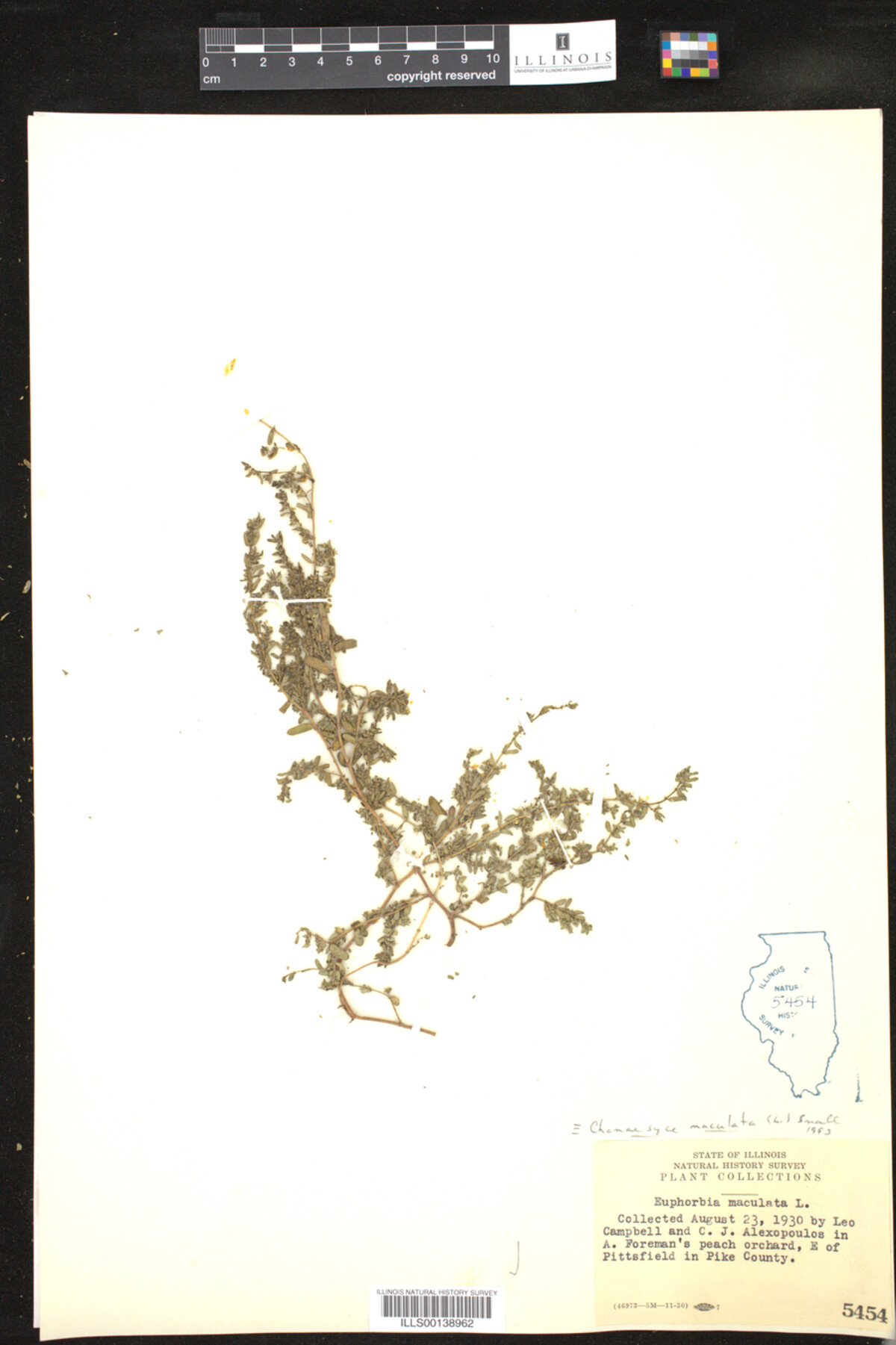 Chamaesyce maculata image