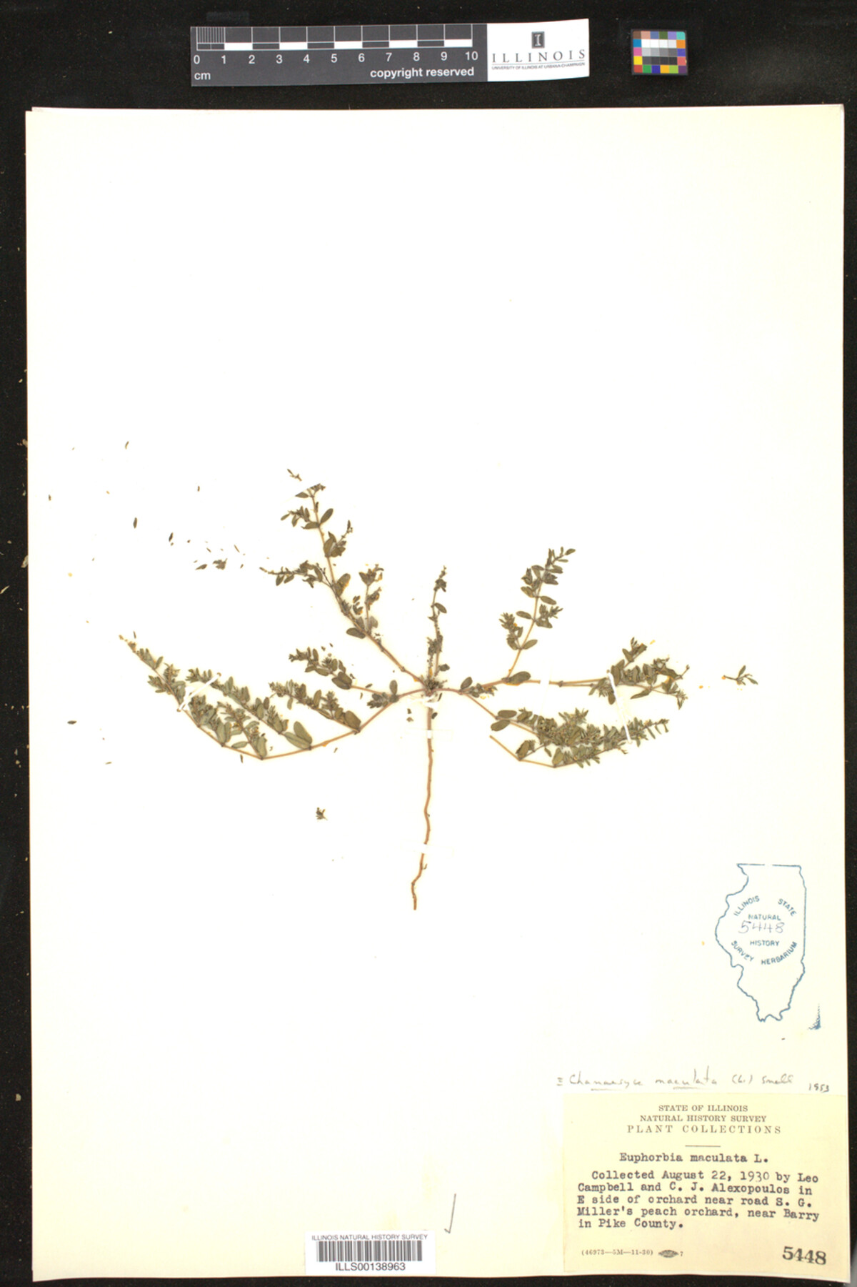 Chamaesyce maculata image