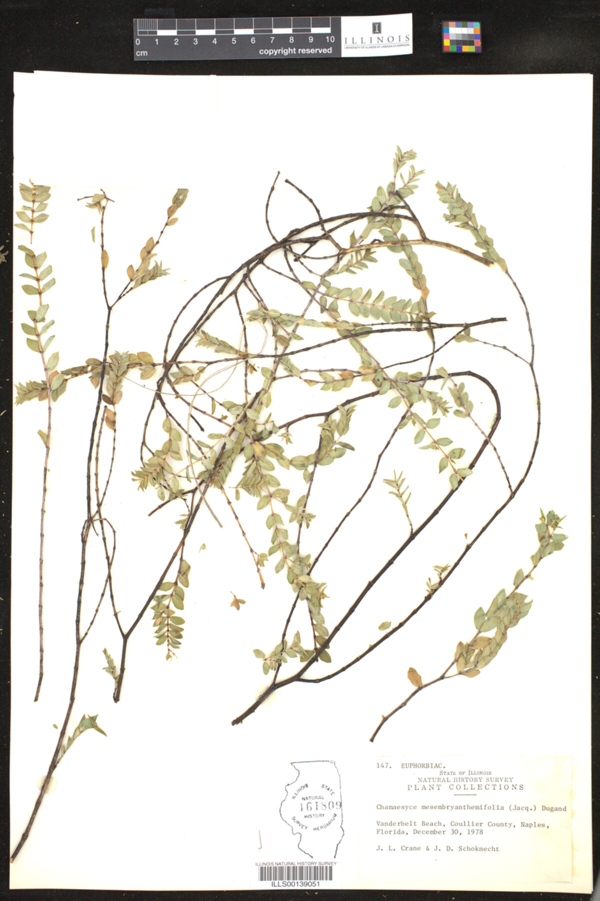 Chamaesyce mesembryanthemifolia image