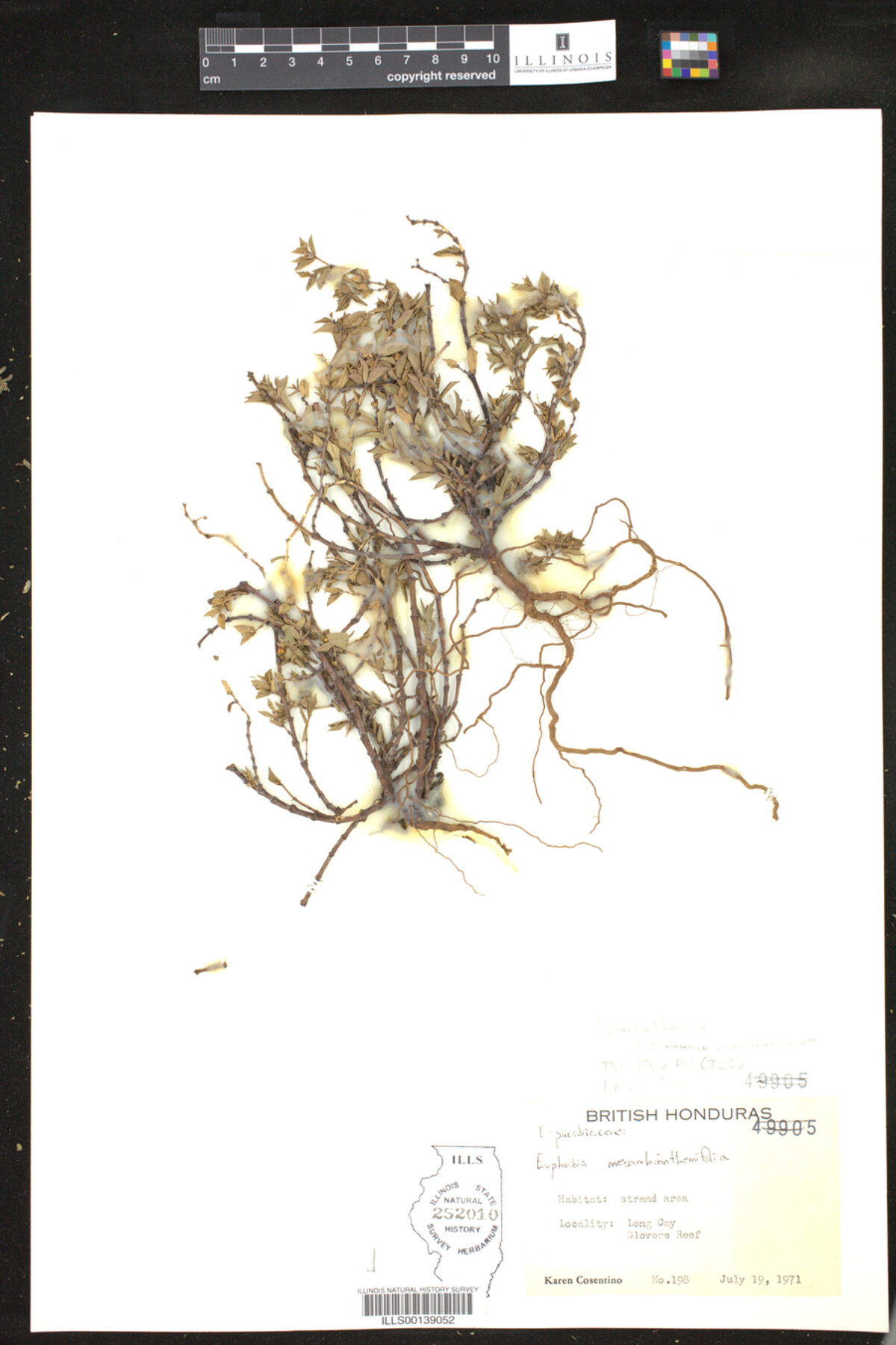 Chamaesyce buxifolium image