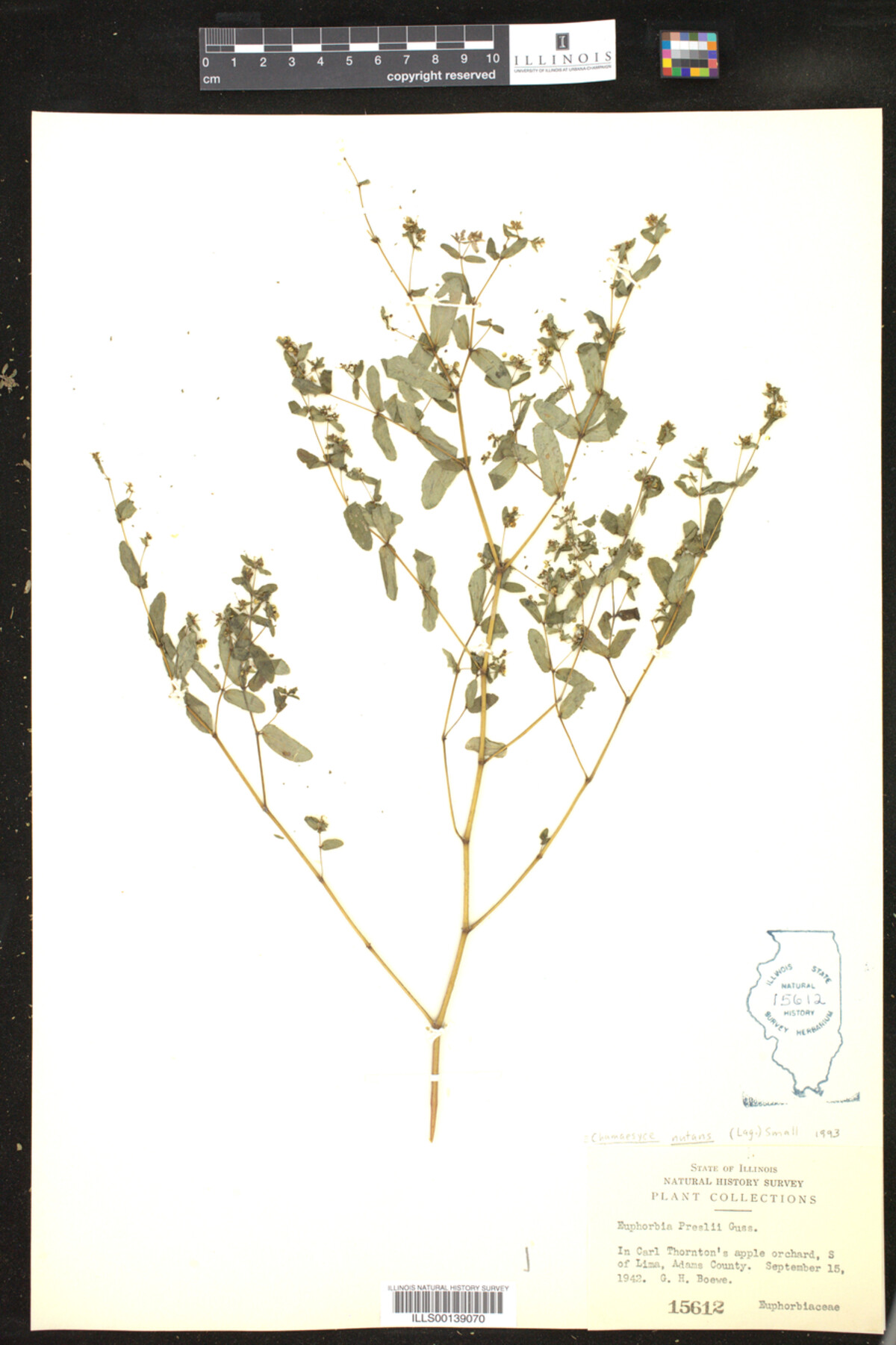 Euphorbia nutans image