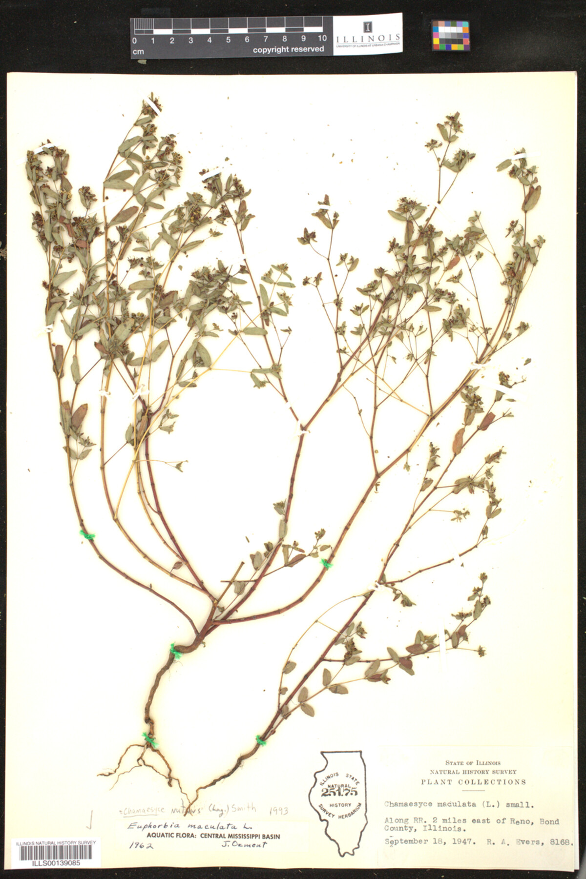 Euphorbia nutans image