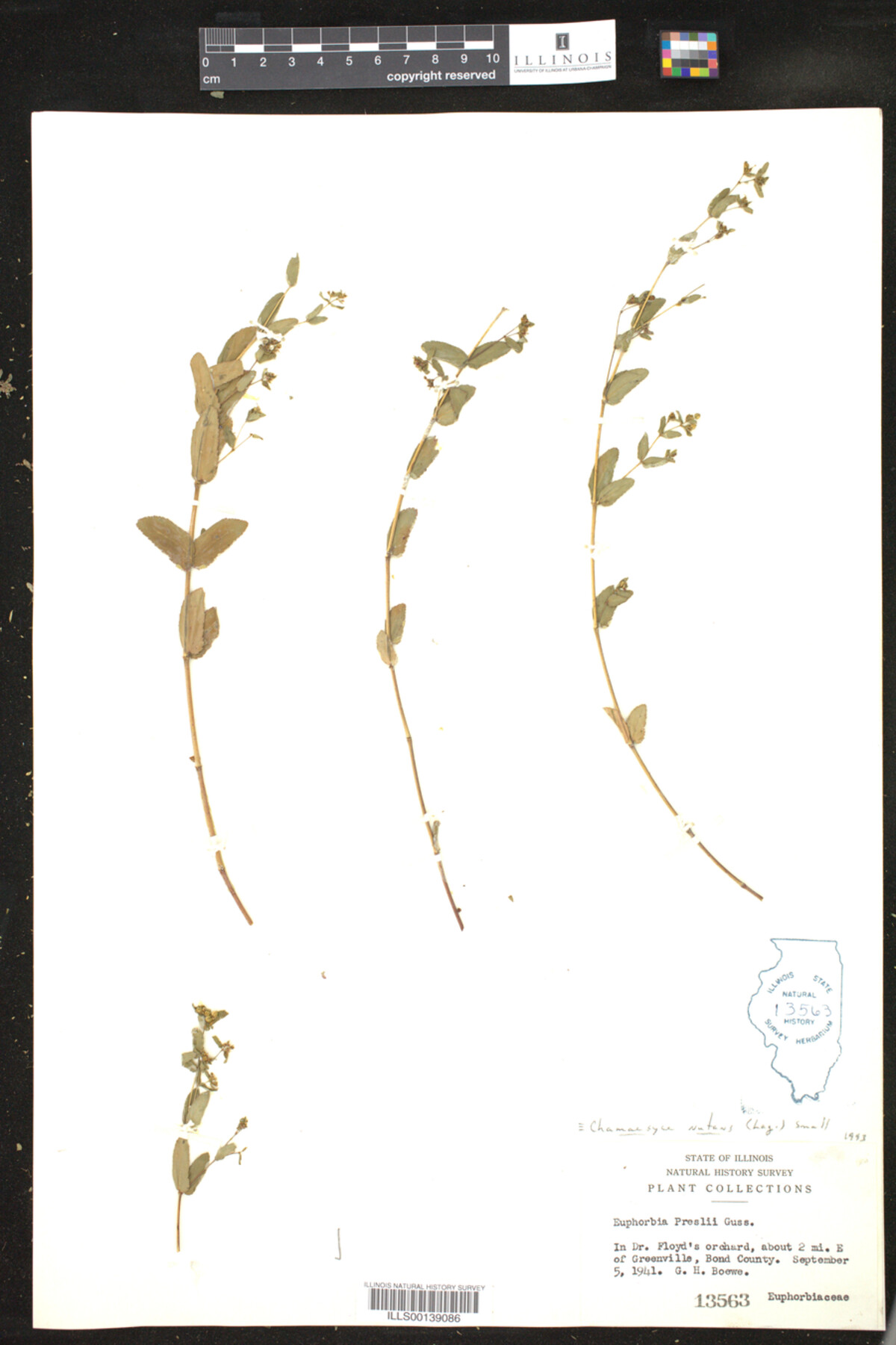 Euphorbia nutans image