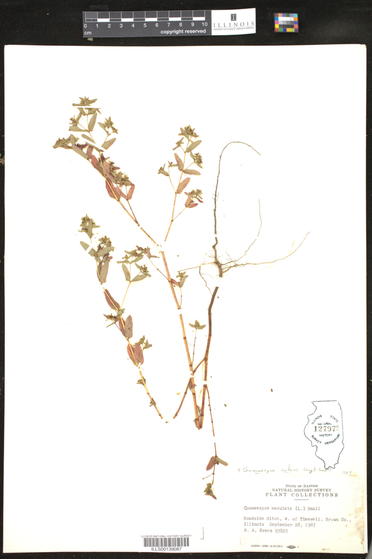 Euphorbia nutans image