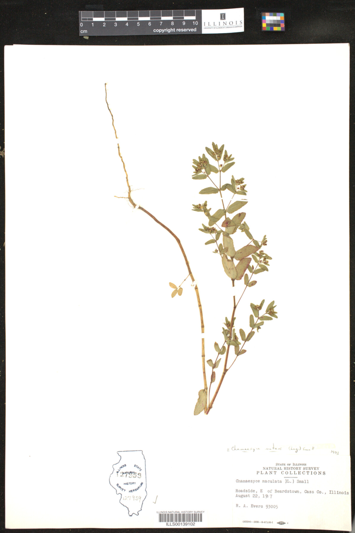 Euphorbia nutans image