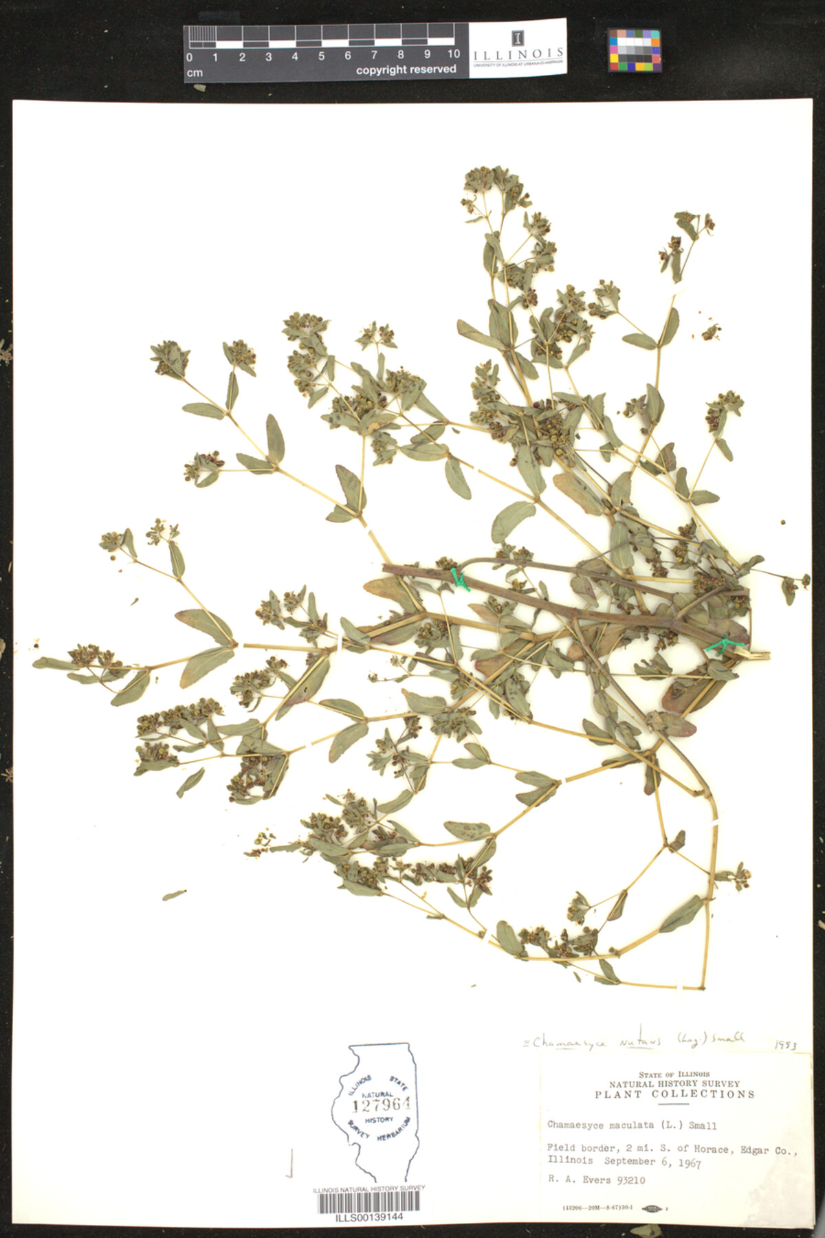 Euphorbia nutans image