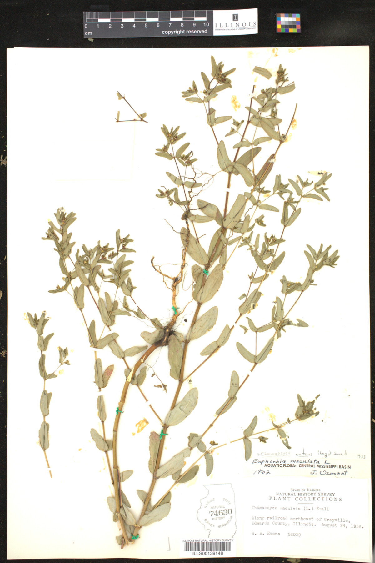 Euphorbia nutans image