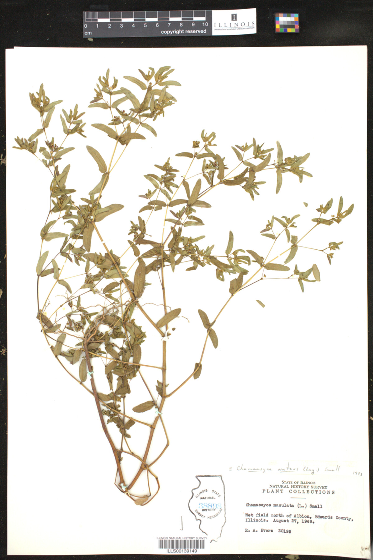 Euphorbia nutans image