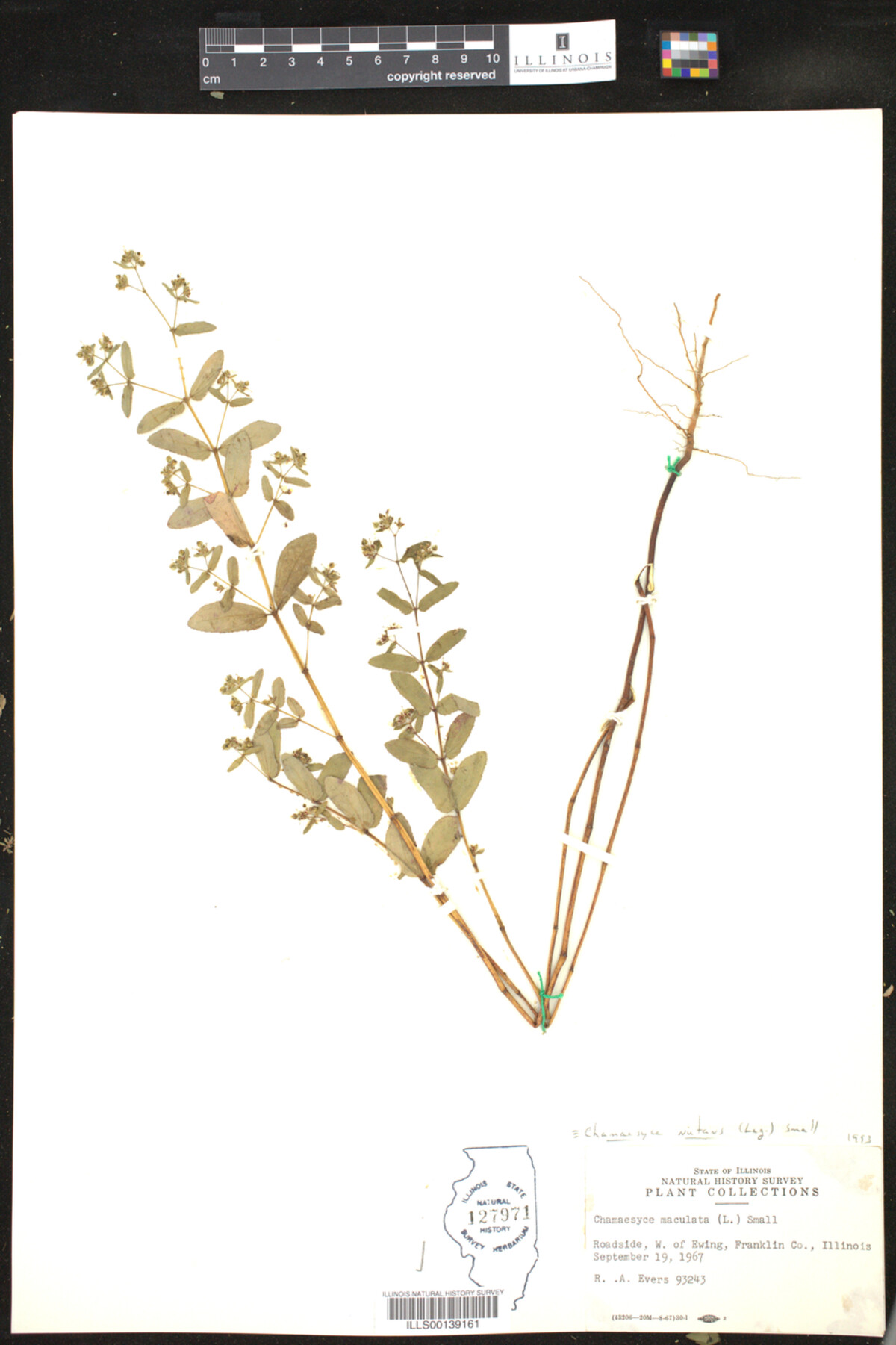 Euphorbia nutans image