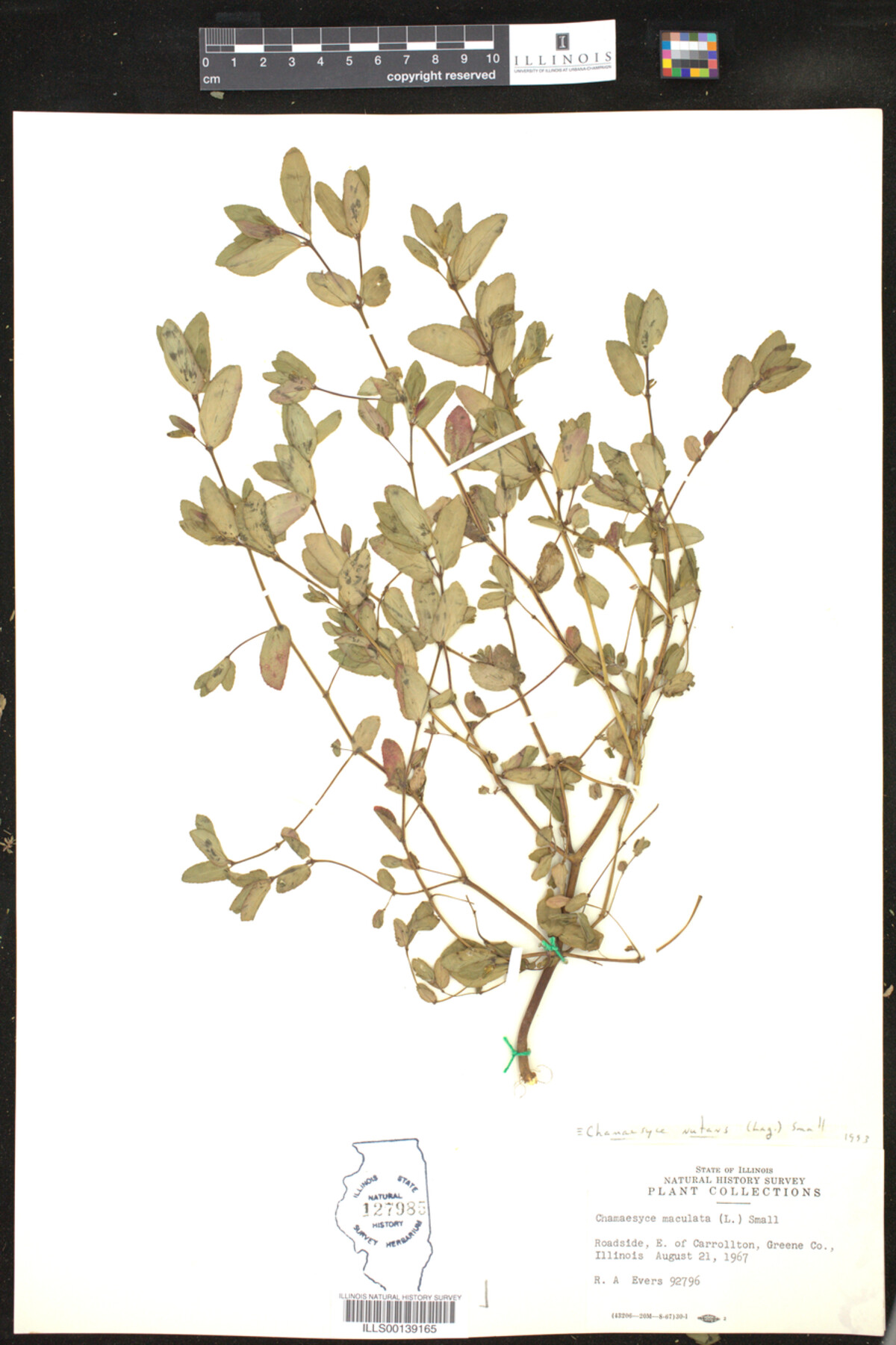 Euphorbia nutans image