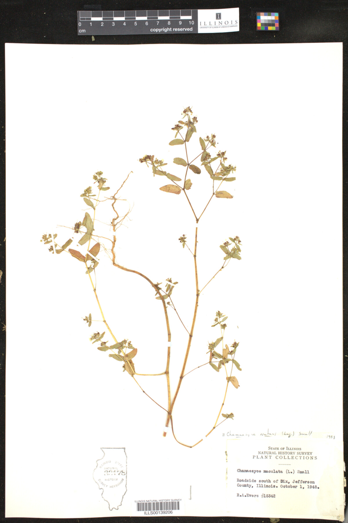 Euphorbia nutans image