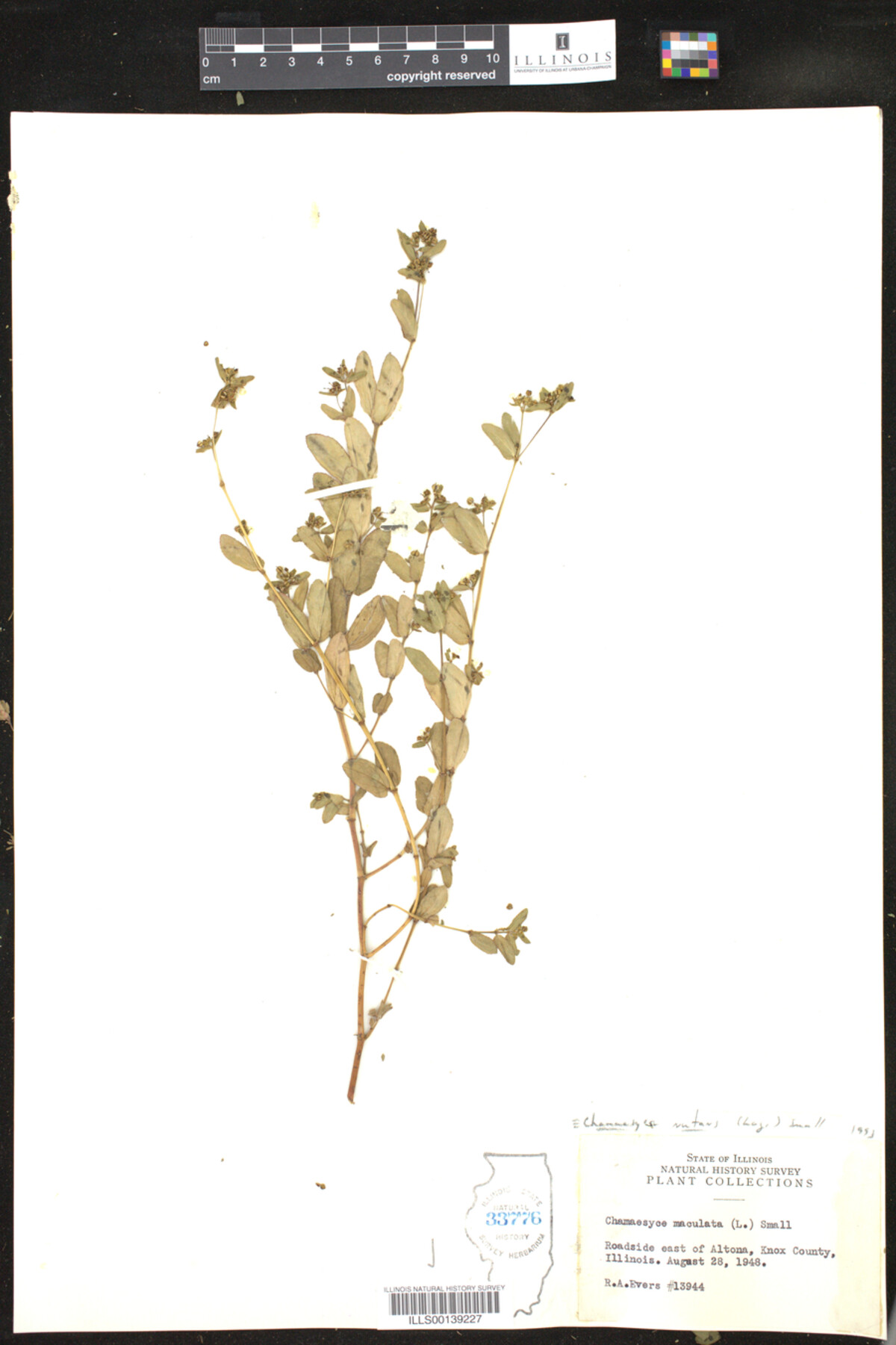 Euphorbia nutans image