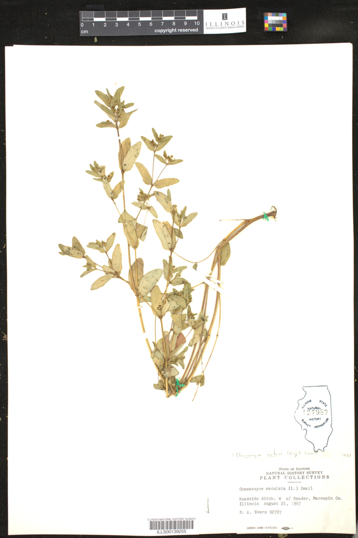 Euphorbia nutans image