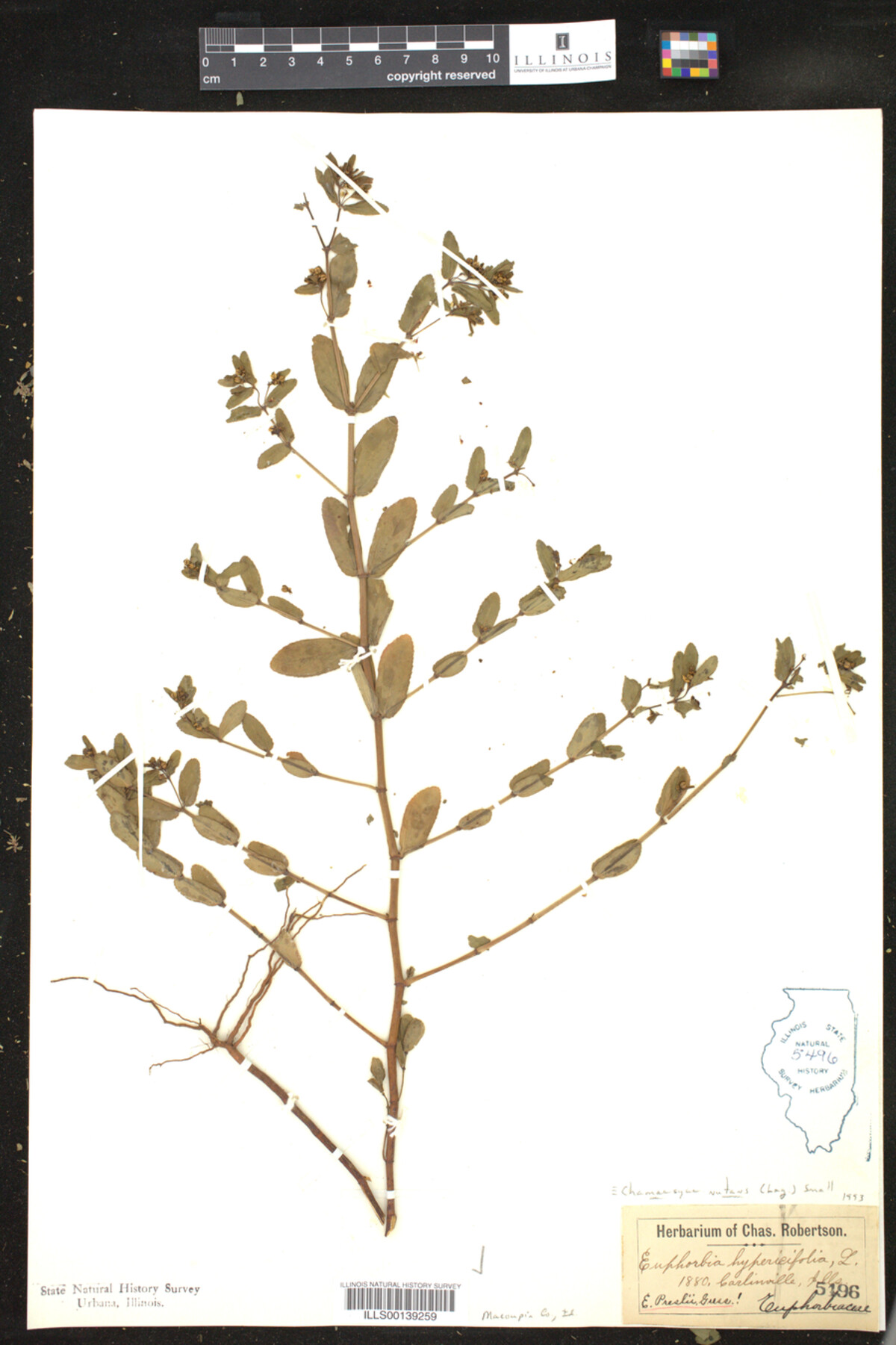 Euphorbia nutans image