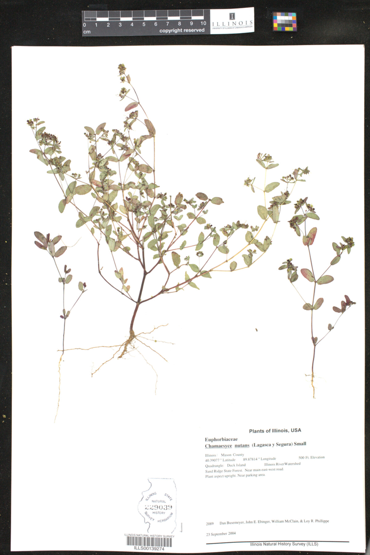 Euphorbia nutans image