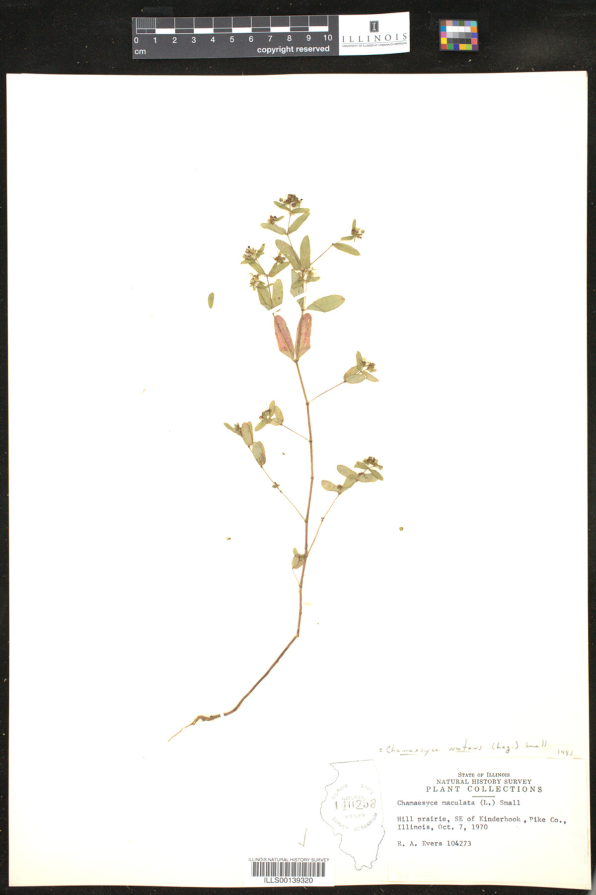 Euphorbia nutans image