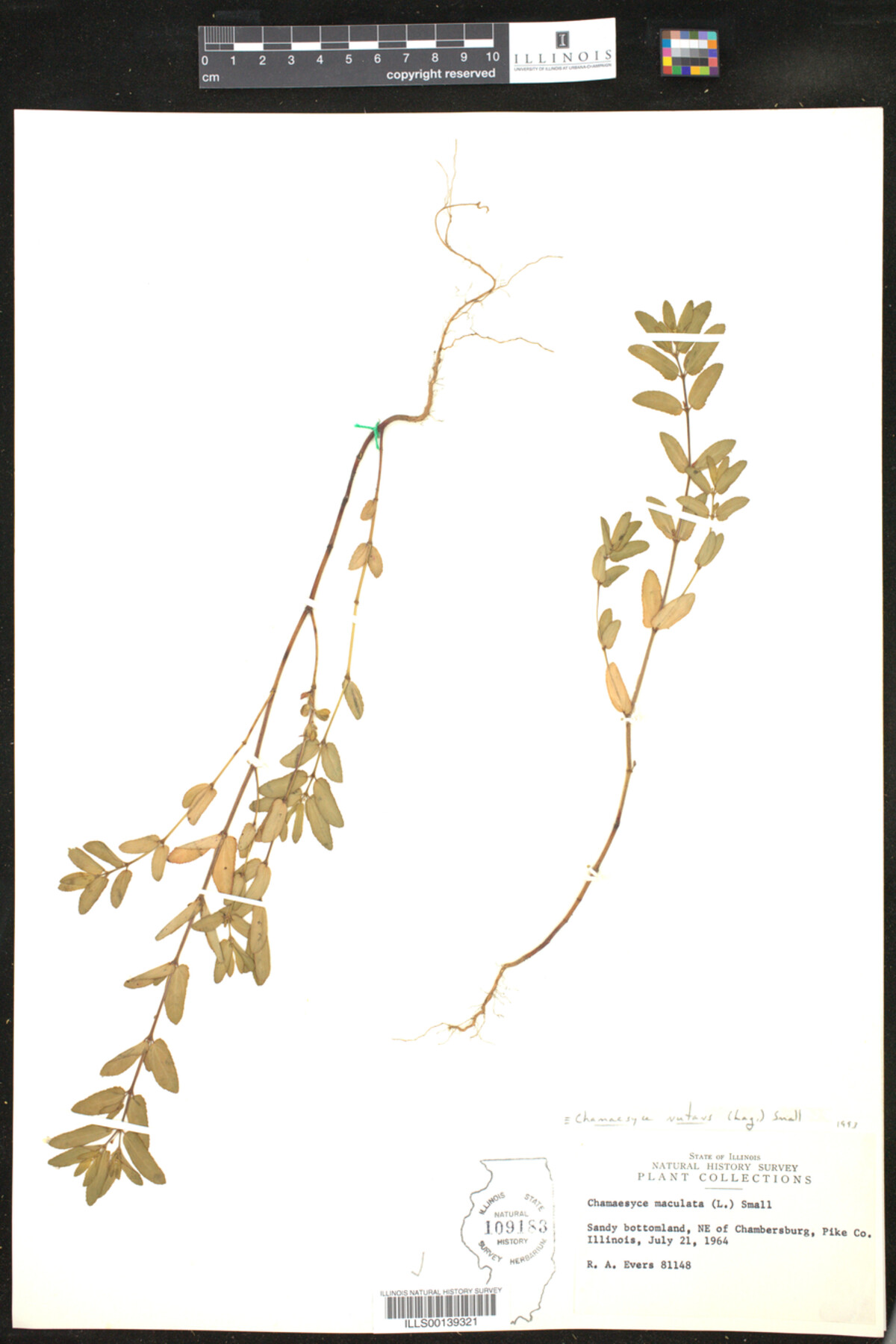 Euphorbia nutans image