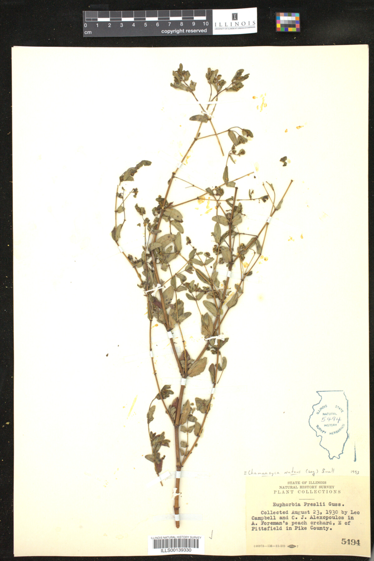 Euphorbia nutans image