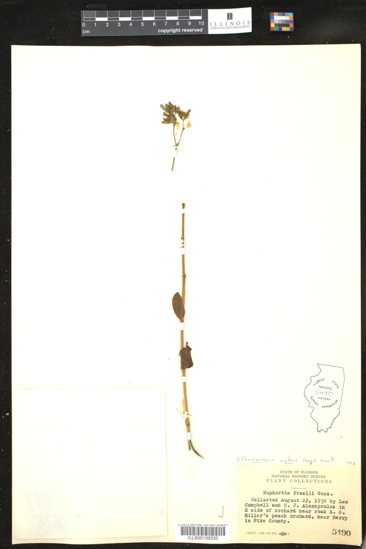 Euphorbia nutans image