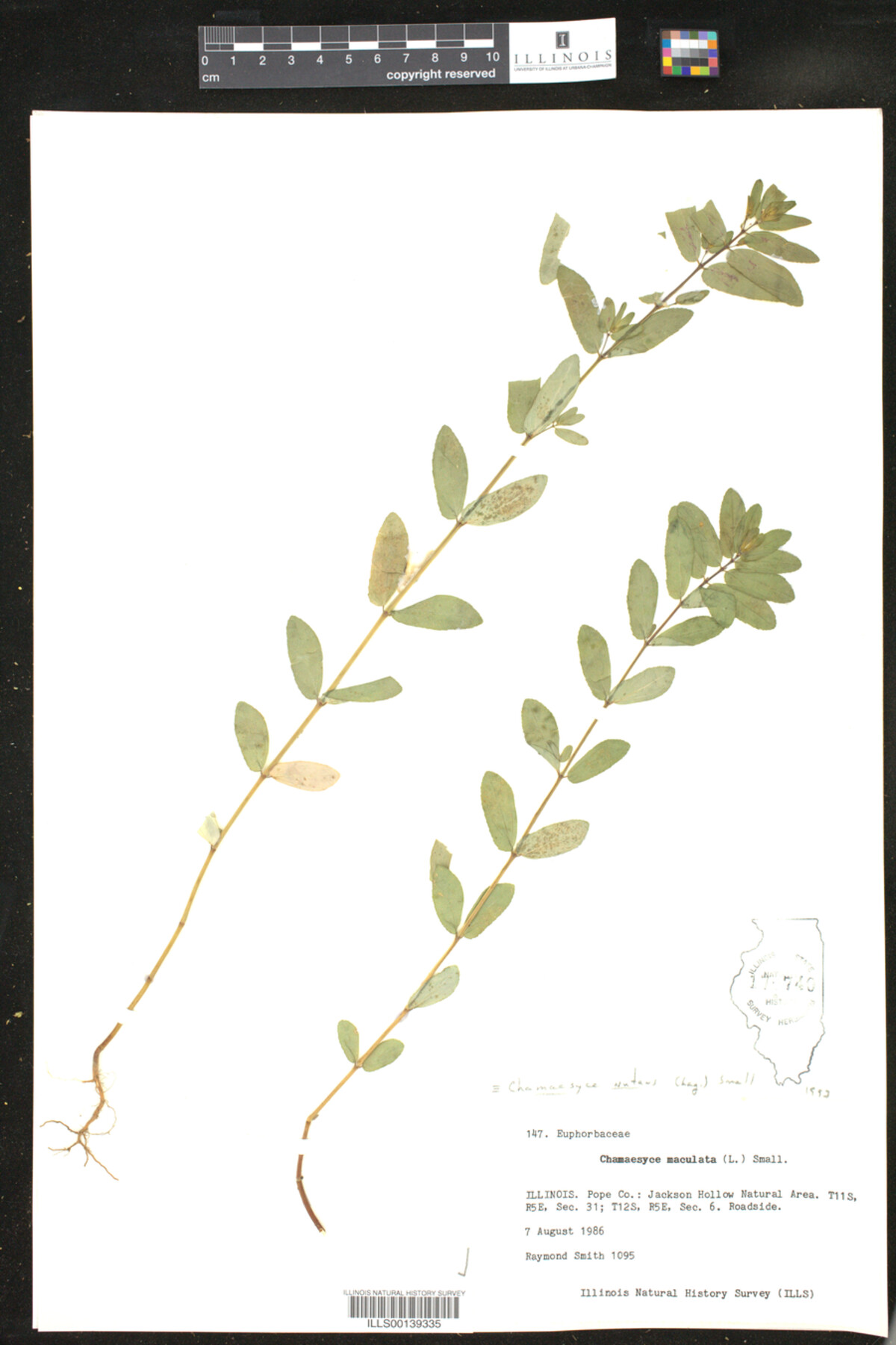 Euphorbia nutans image