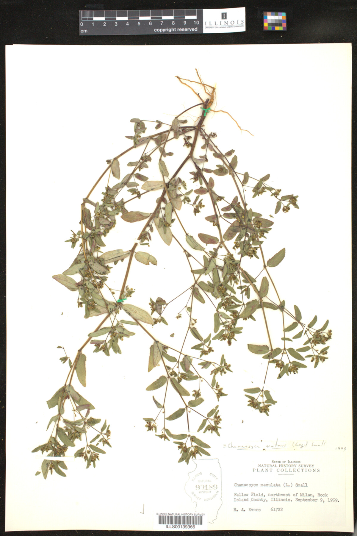 Euphorbia nutans image