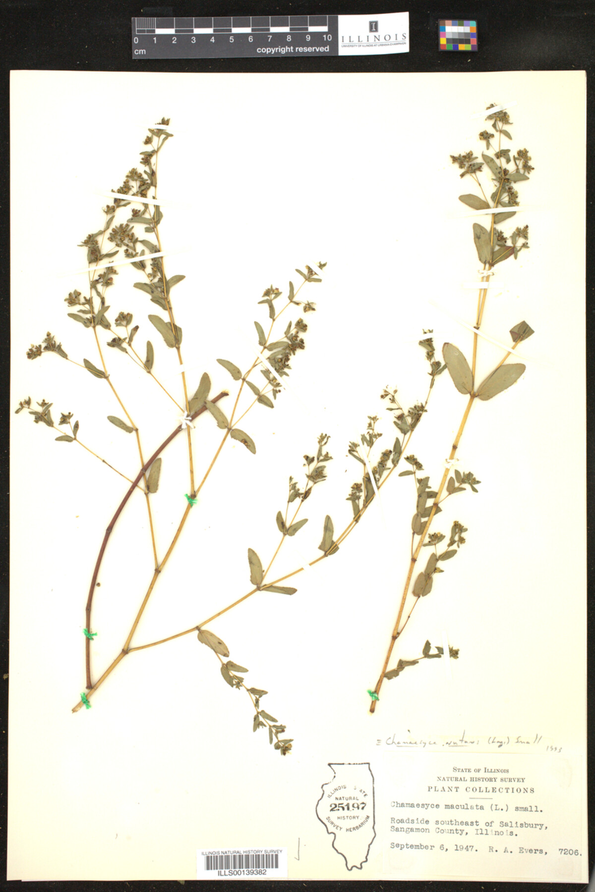 Euphorbia nutans image