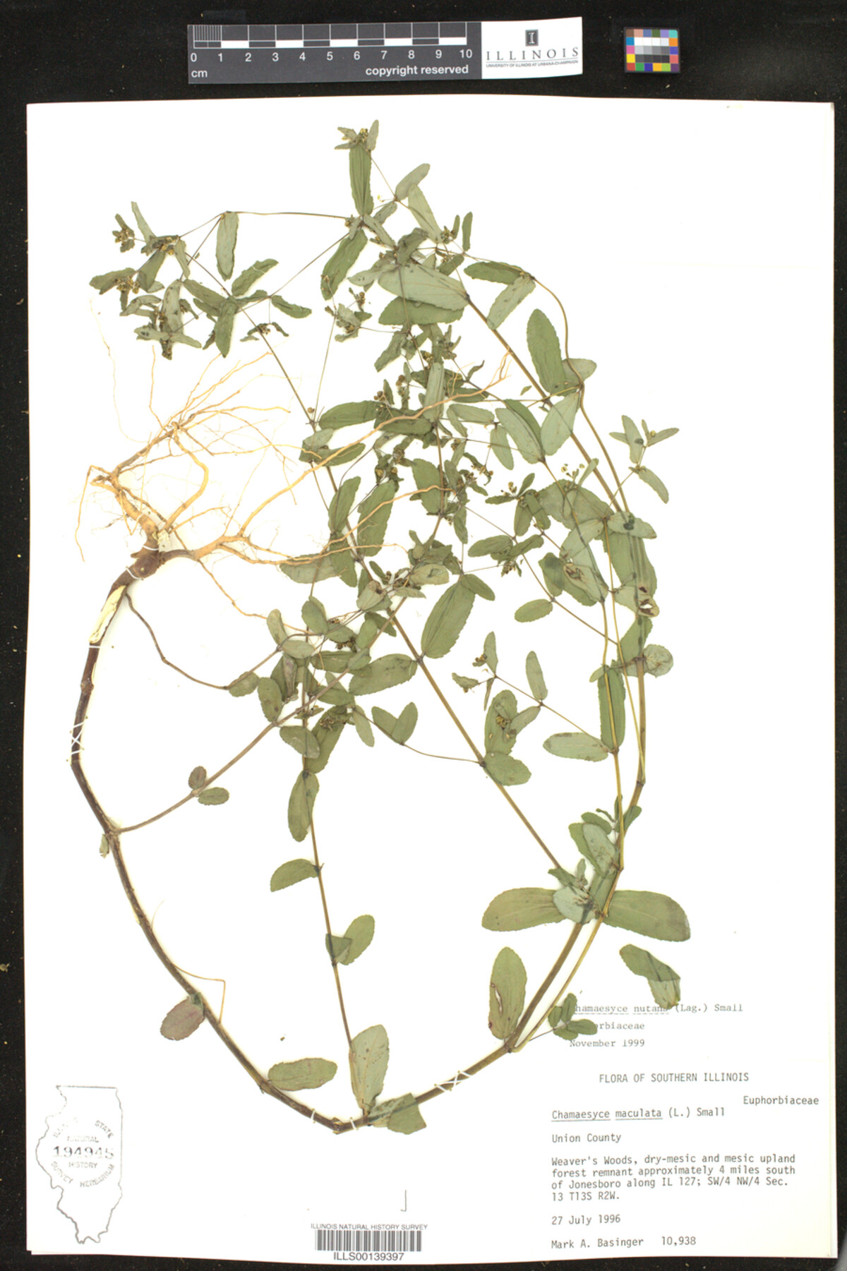 Euphorbia nutans image