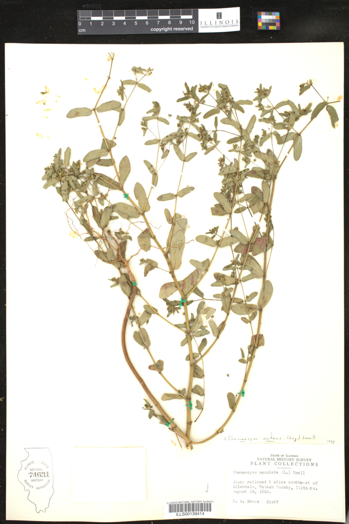 Euphorbia nutans image