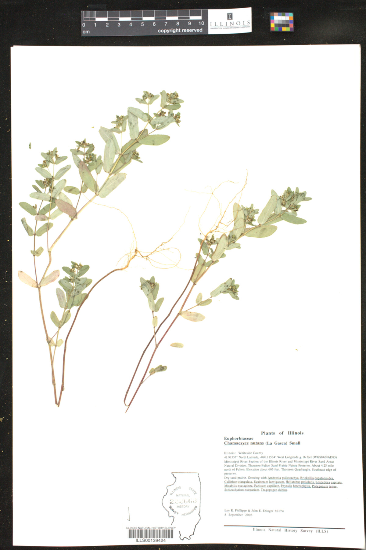 Euphorbiaceae image