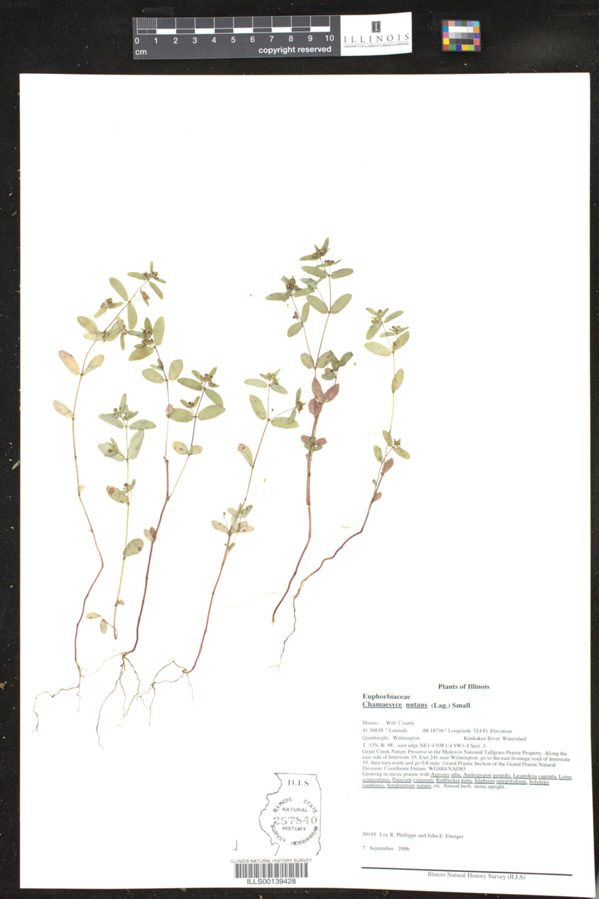 Euphorbia nutans image