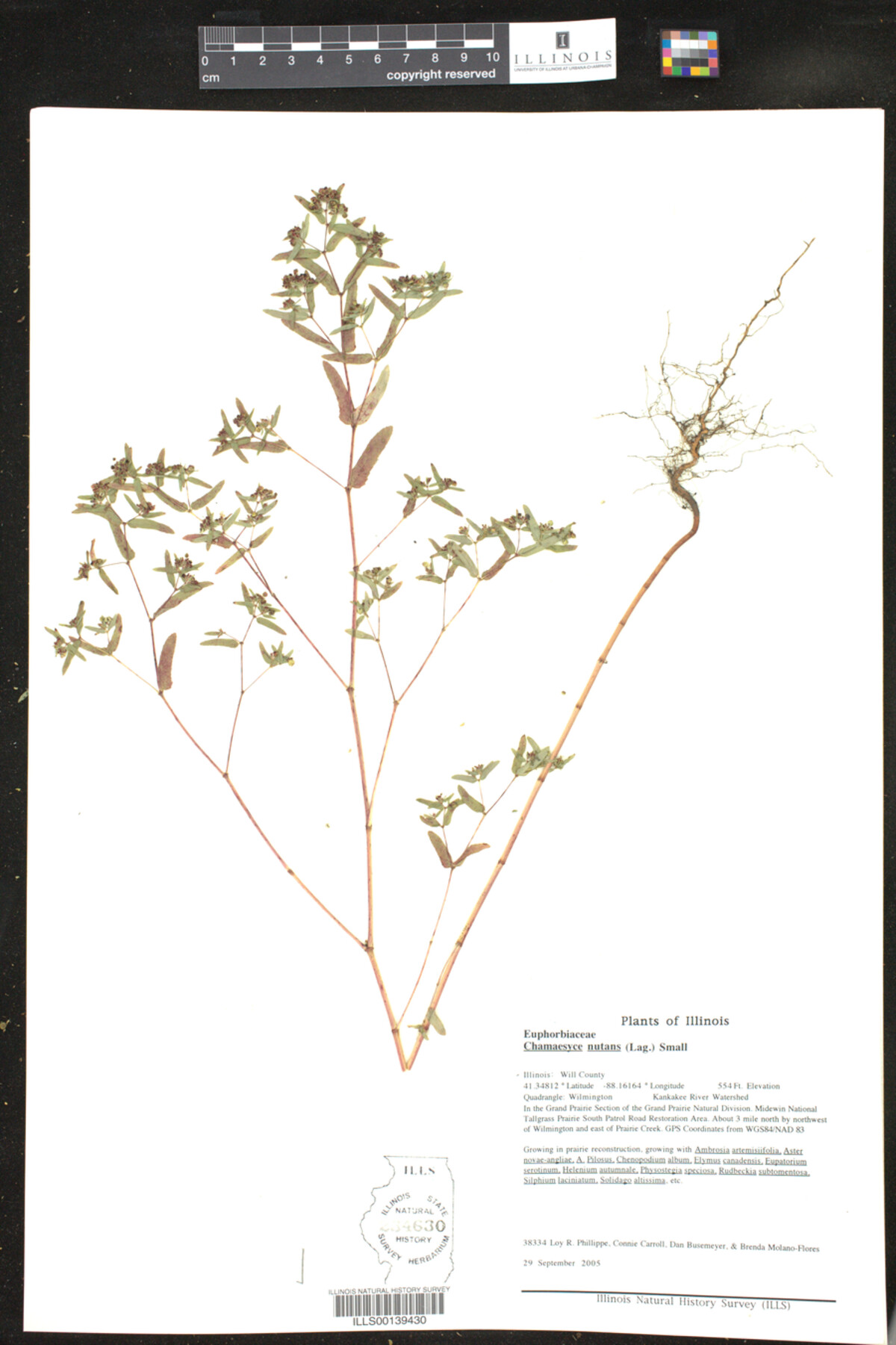 Euphorbia nutans image