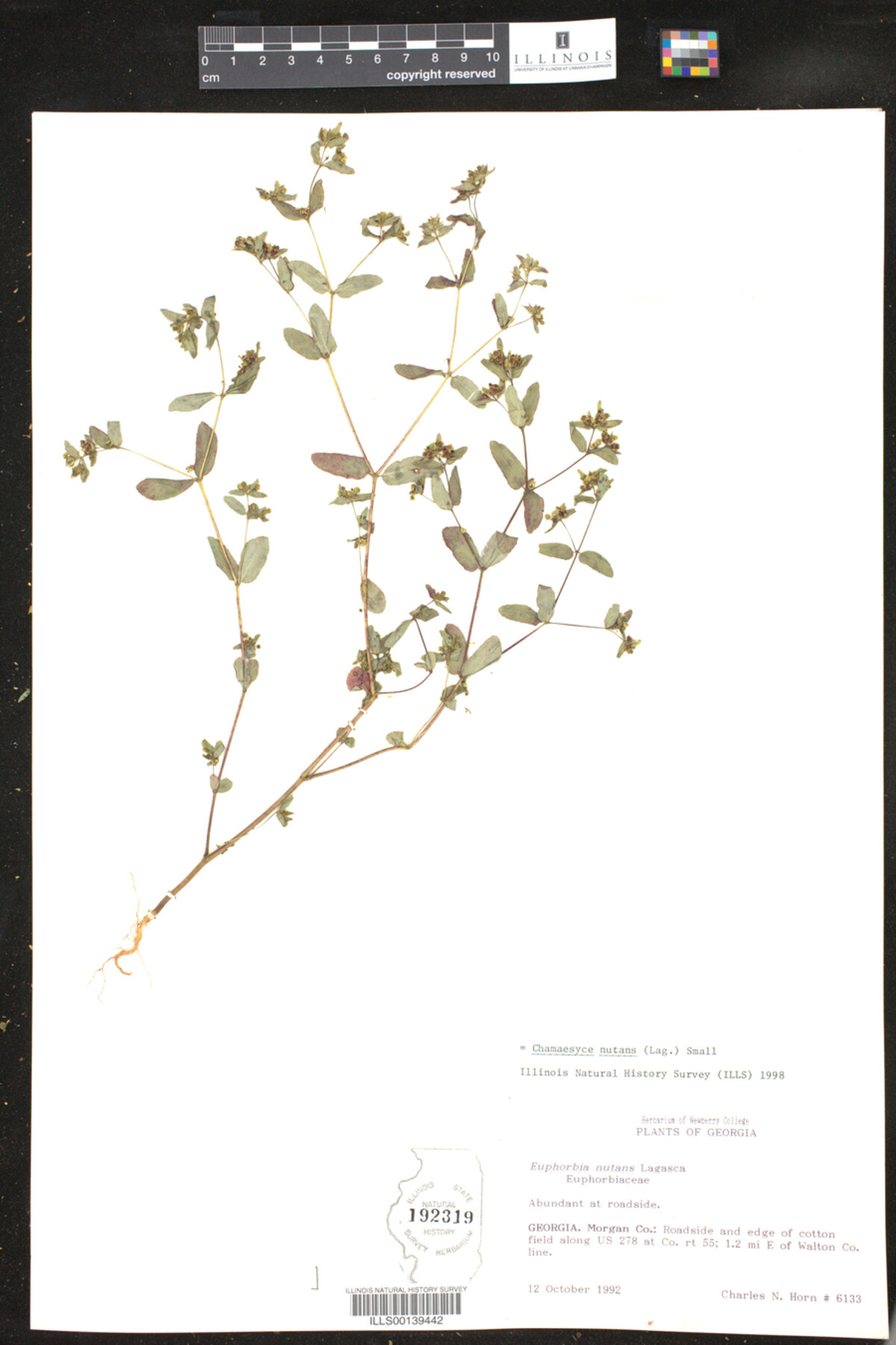 Euphorbia nutans image