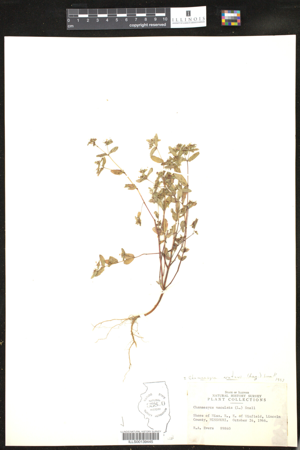 Euphorbia nutans image