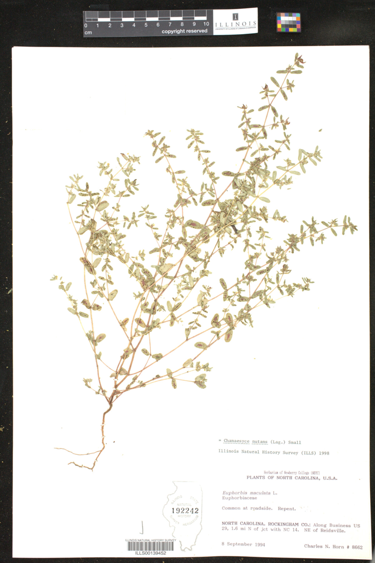 Euphorbia nutans image