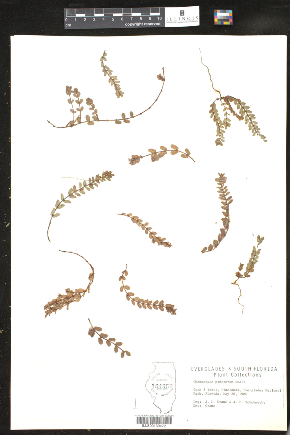 Chamaesyce pinetorum image