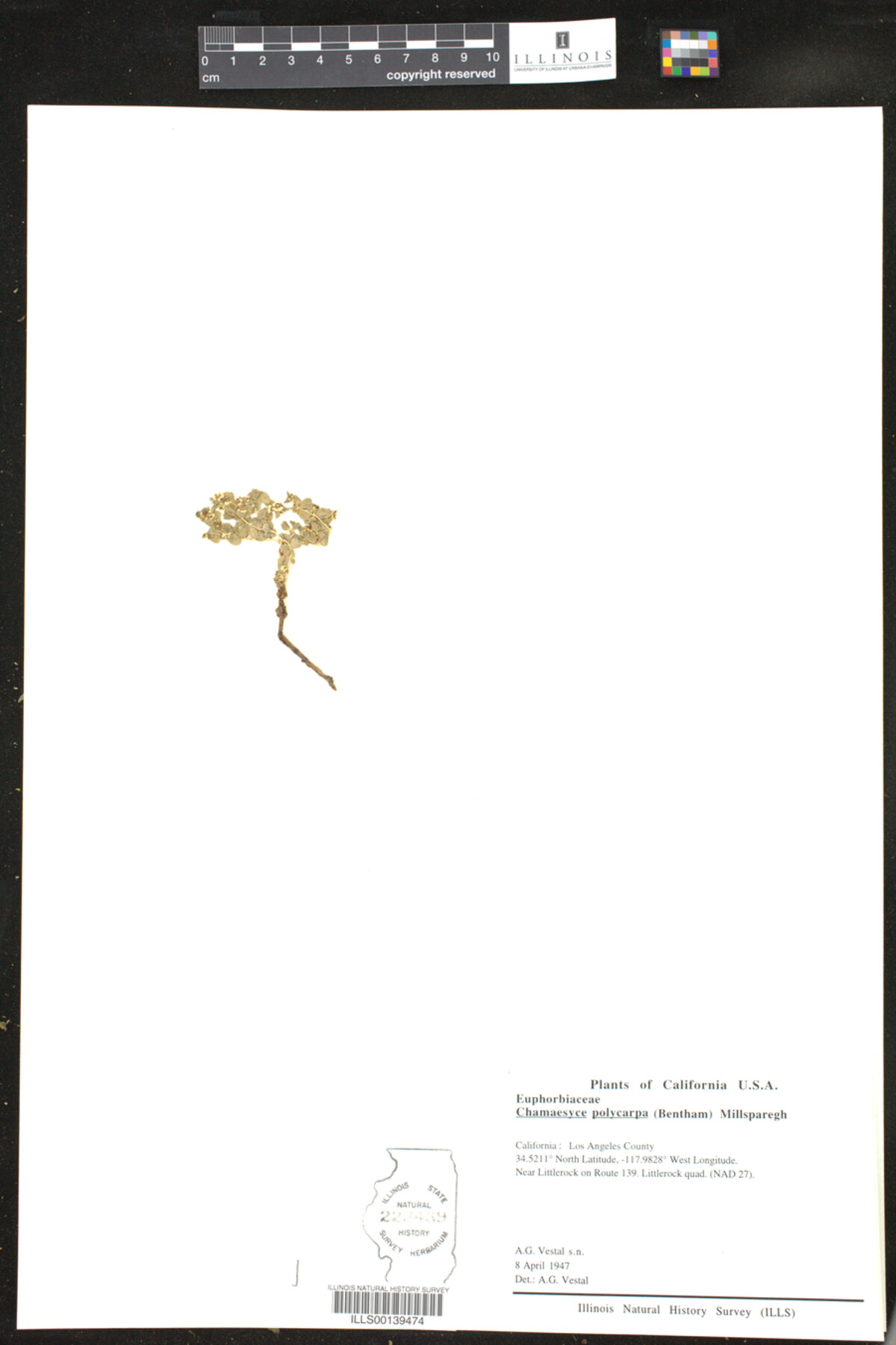 Chamaesyce polycarpa image