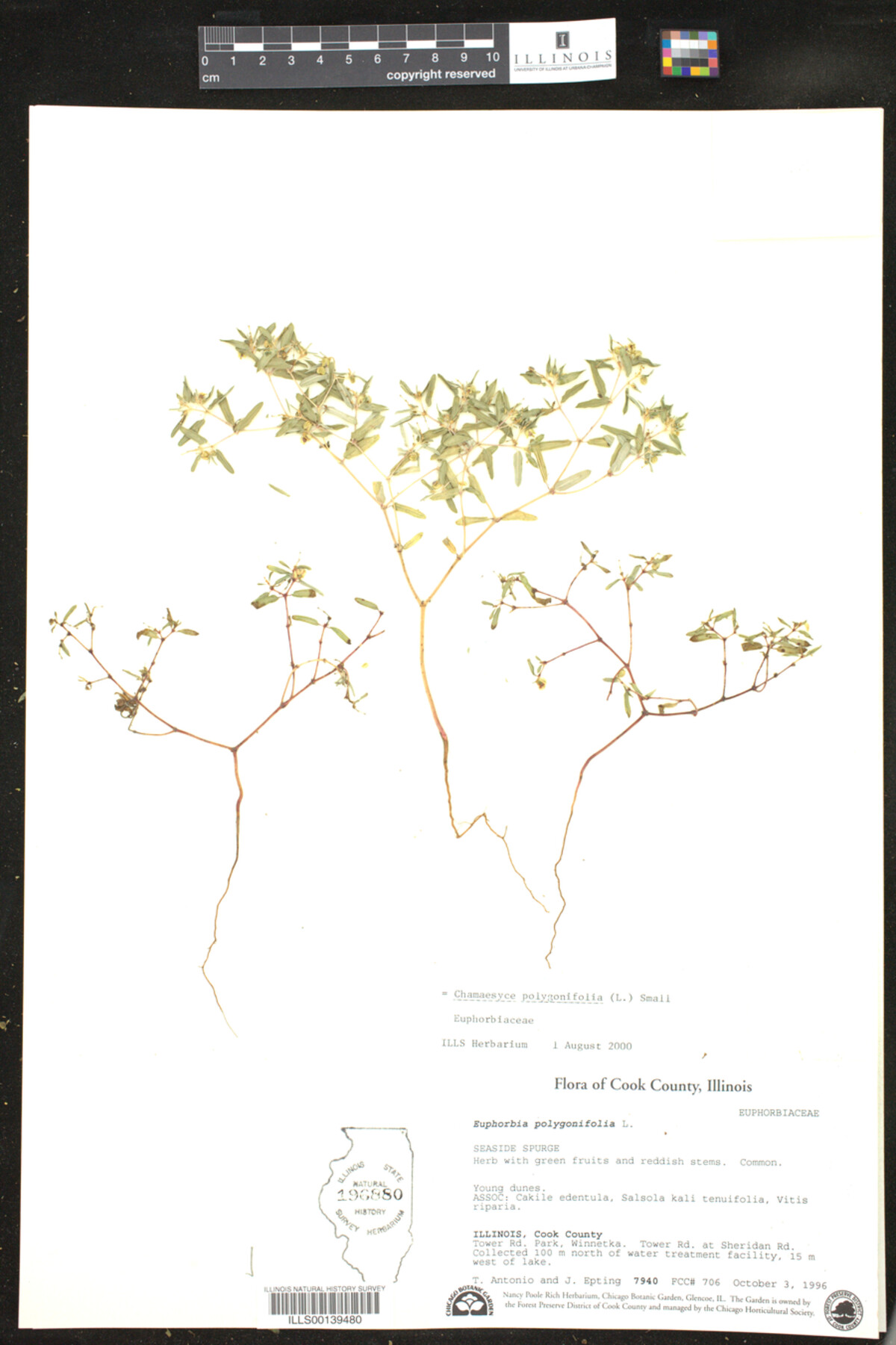 Euphorbia polygonifolia image