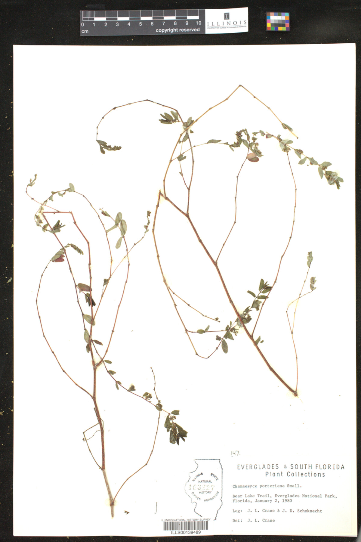 Euphorbia porteriana image