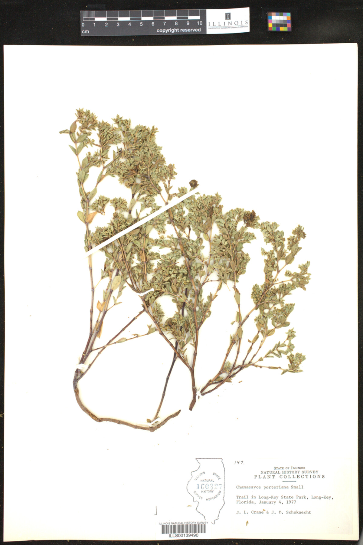 Euphorbia porteriana image