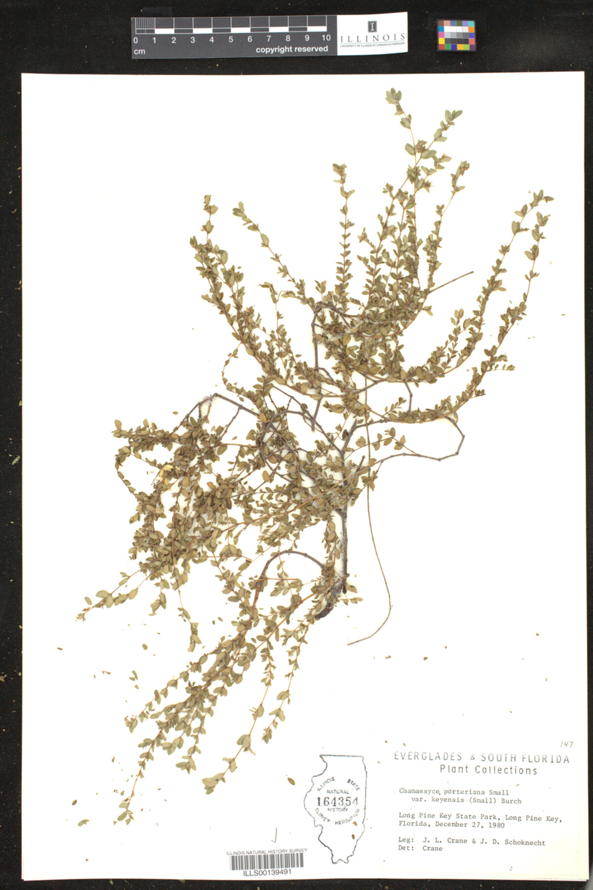 Euphorbia porteriana image