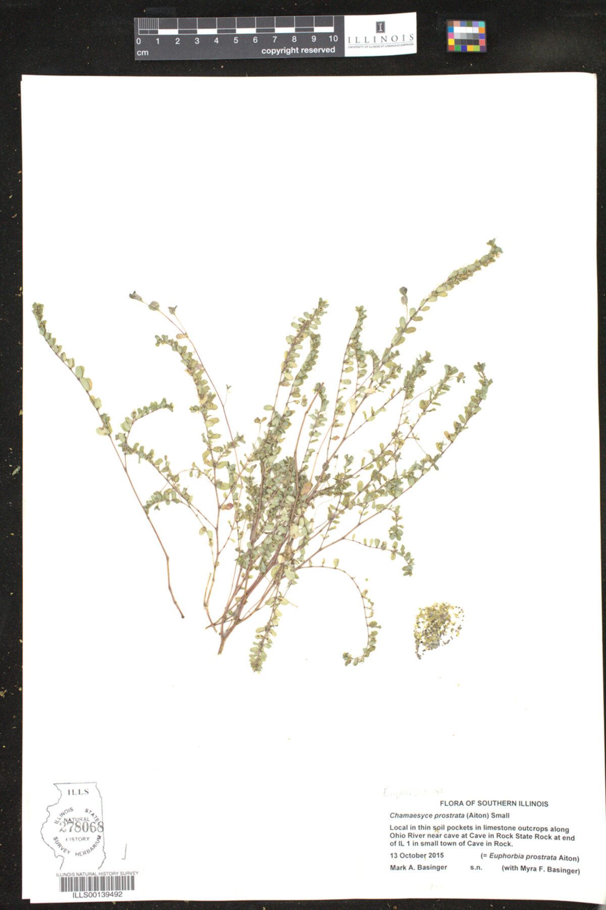 Euphorbia prostrata image