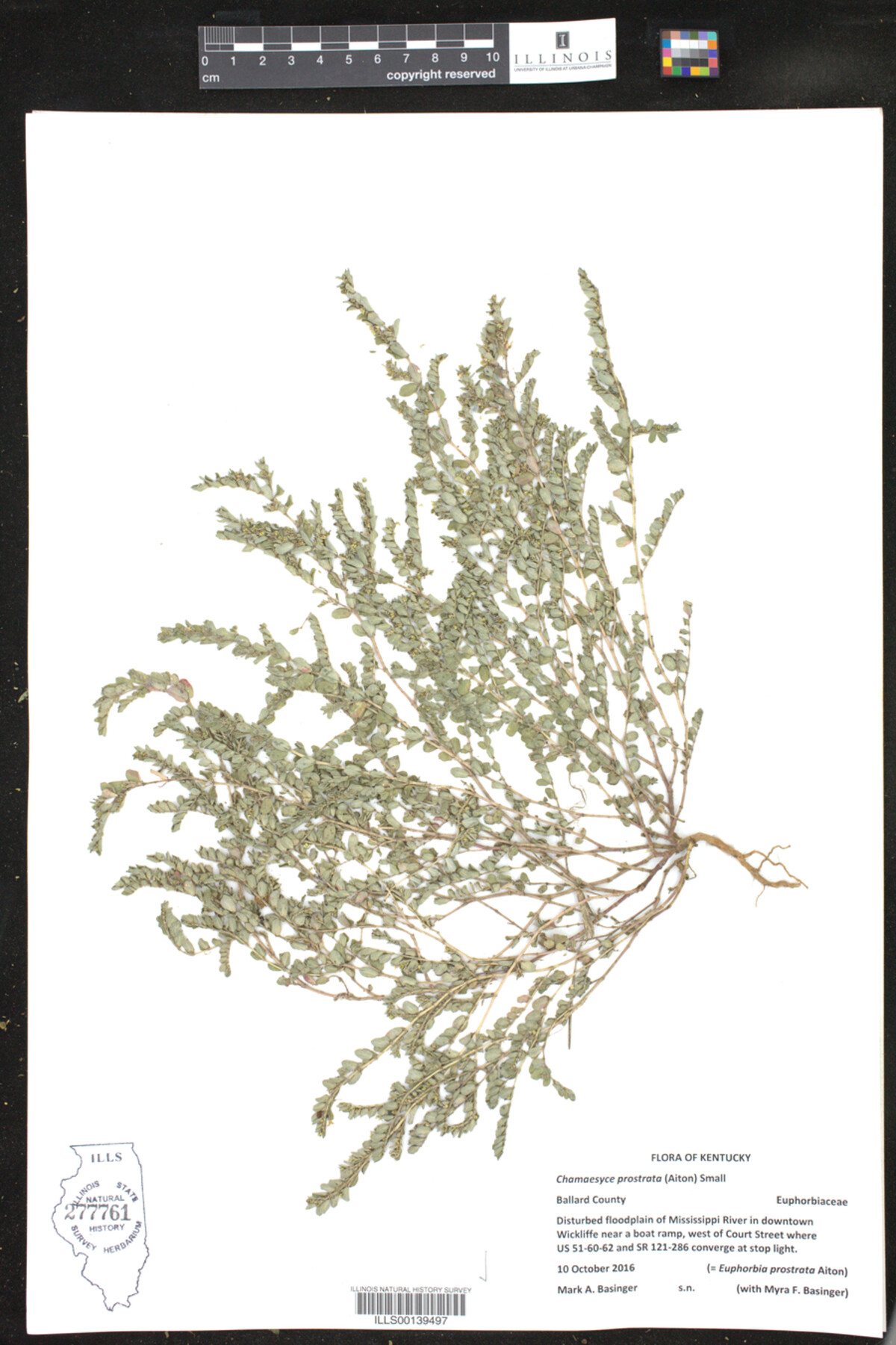 Euphorbia prostrata image