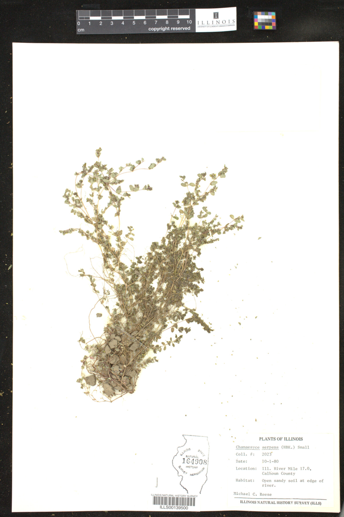 Euphorbia serpens image