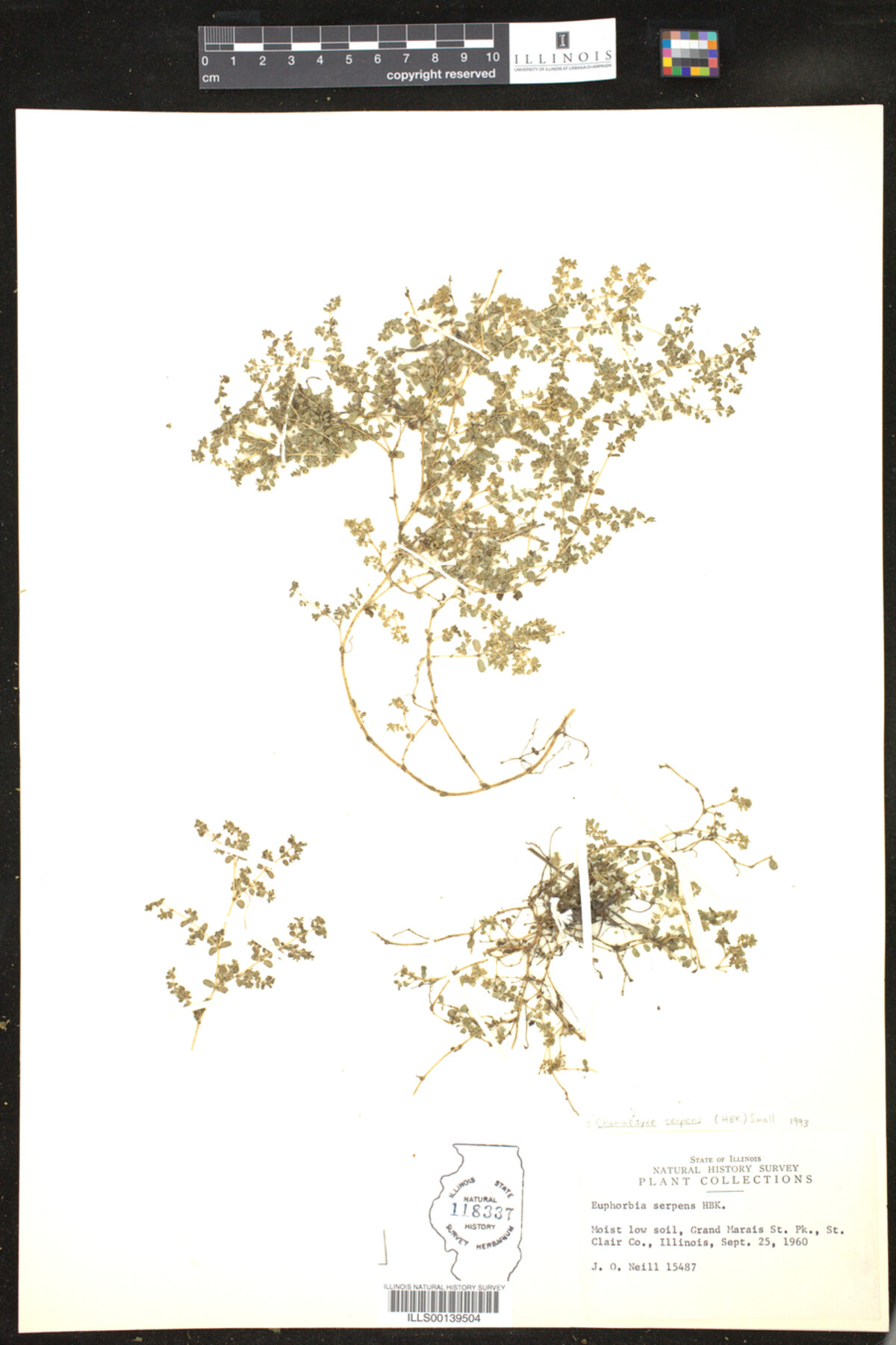 Euphorbia serpens image