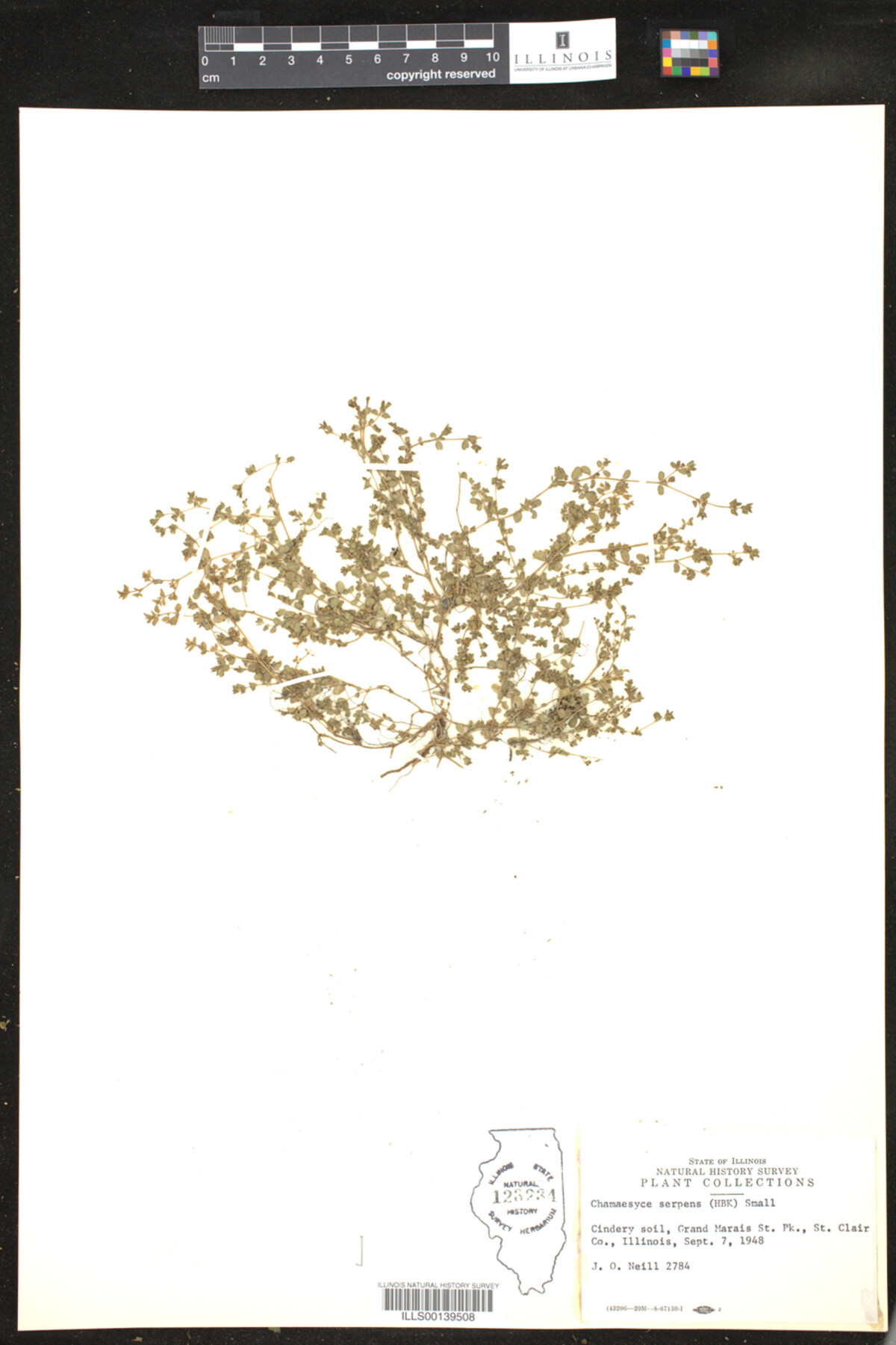 Euphorbia serpens image