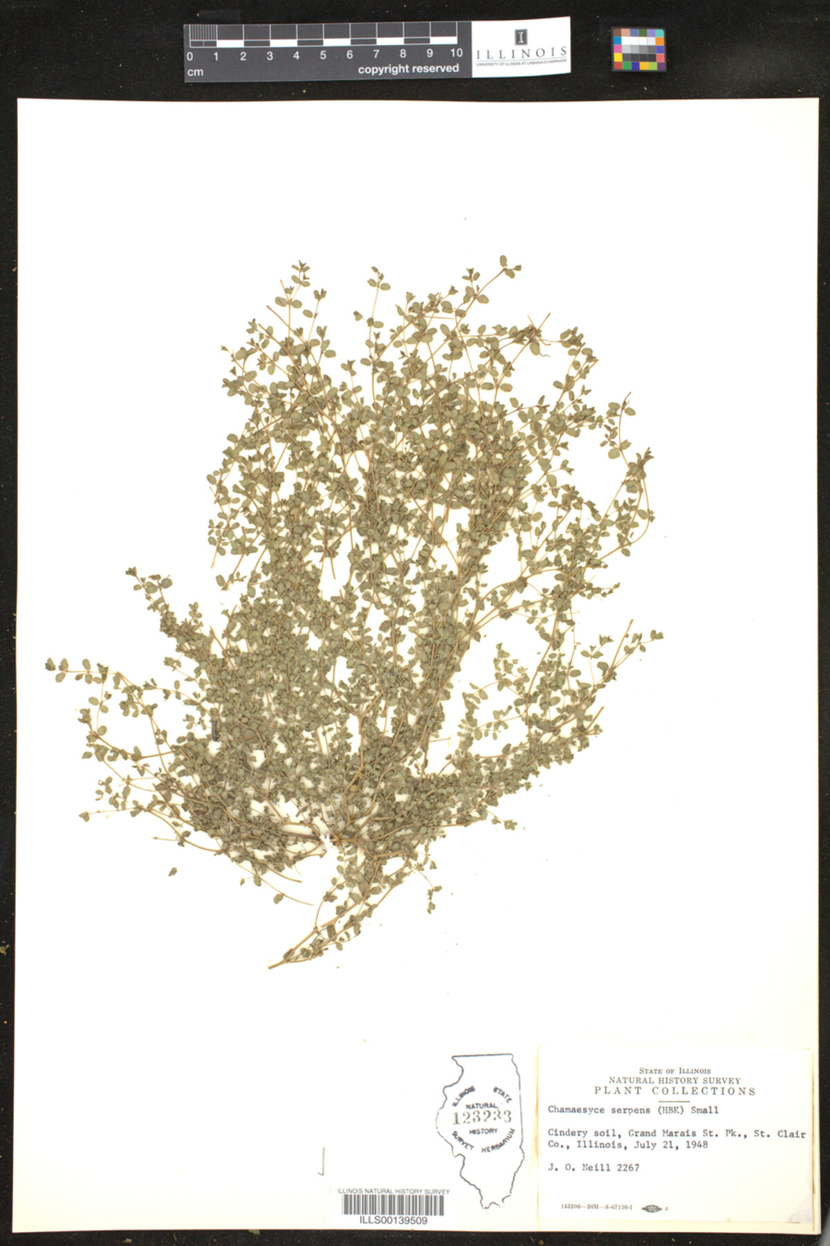 Euphorbia serpens image