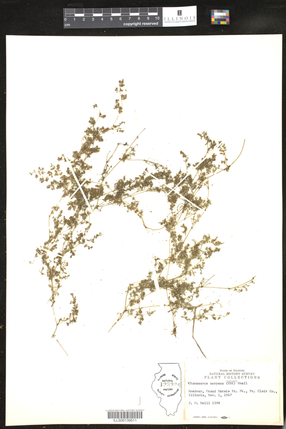 Euphorbia serpens image