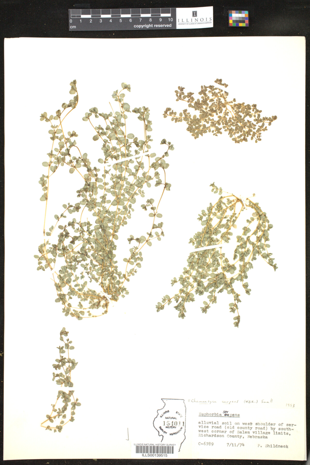 Euphorbia serpens image