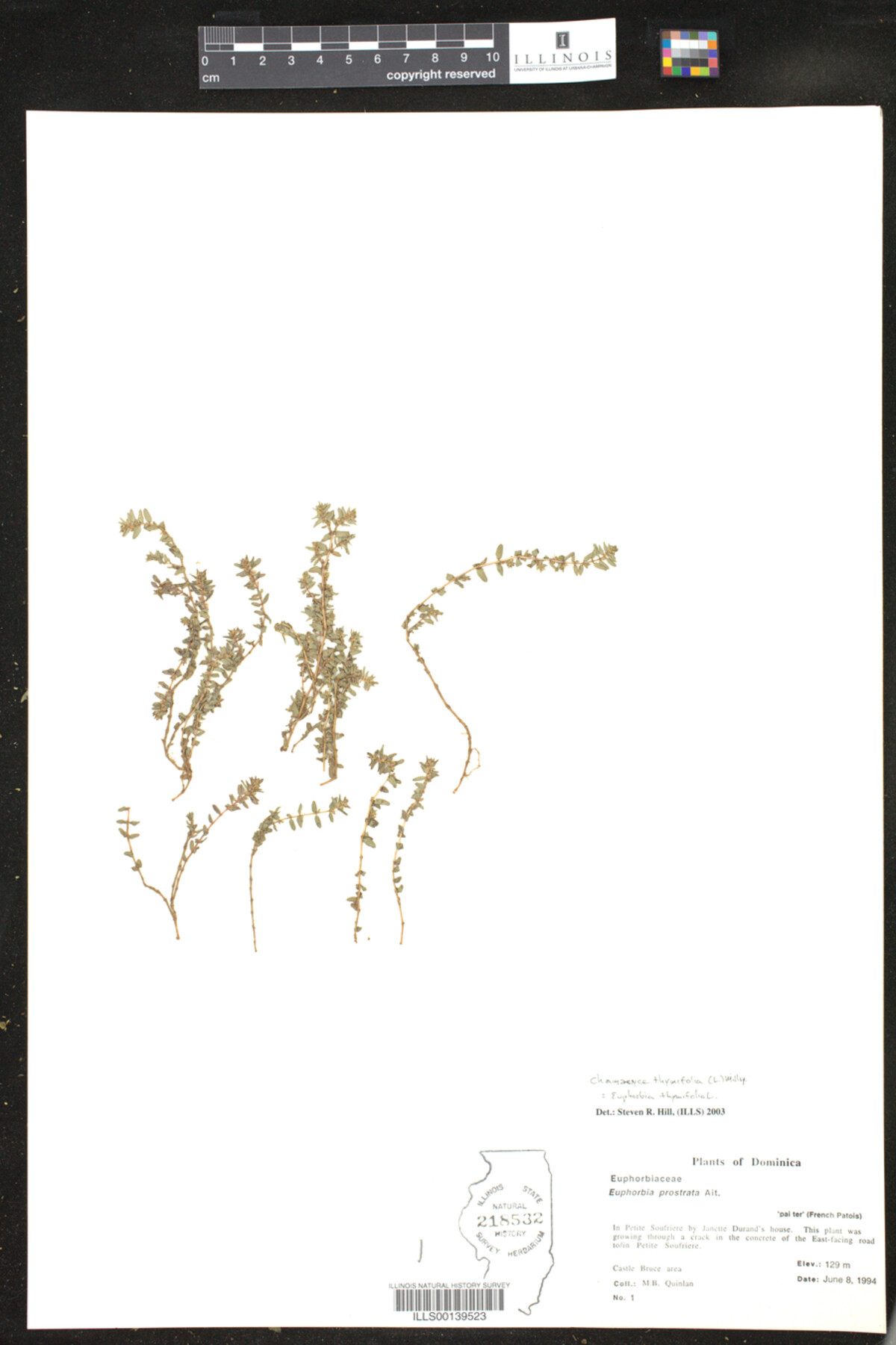 Euphorbia thymifolia image